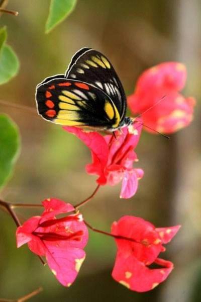 Gardenia Country Inn Tomohon Luaran gambar